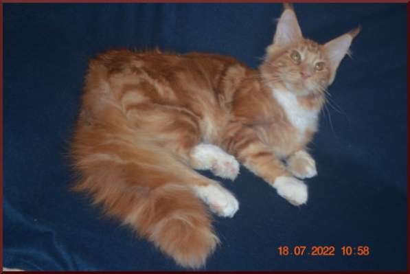 Роскошный черный котик мейн-кун из питомника в Астрахани фото 15