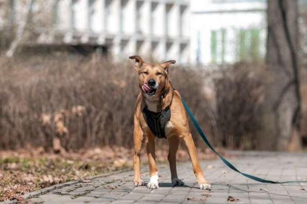Собачка Нага в поисках дома и хозяина в Москве фото 8
