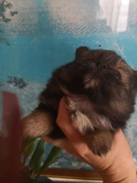 Щенок померанского шпица- микро - медвежонок в фото 30