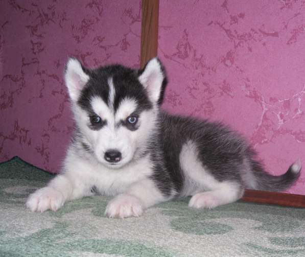 Девочки хаски в Москве фото 10