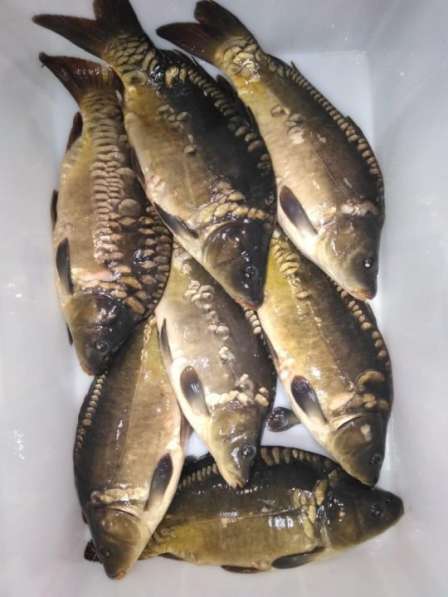 Рыба оптом КАРП 180 р кг в Белгороде