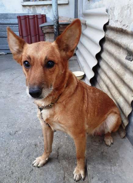 Отдам в добрые руки в Севастополе фото 9