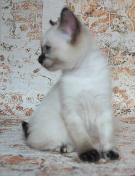 Котёнок породы Меконгский бобтейл в Курске