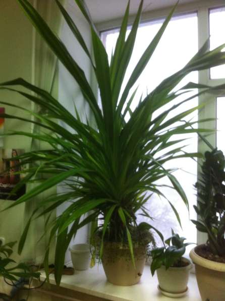 Продам растение для больших помещений в Кемерове фото 3
