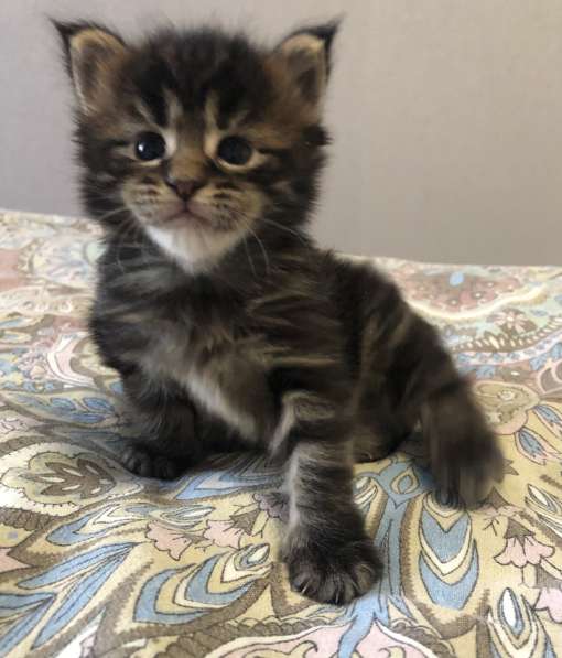 Котята мейн-кун в Новосибирске фото 24