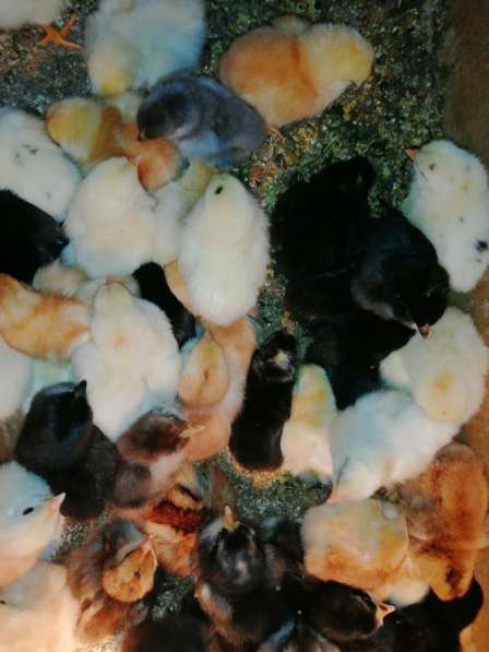 Цыплята, гусята, утята, куры, гуси, утки в Ступино фото 6