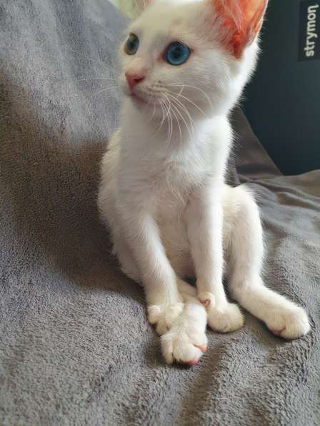 Котёнок с разными глазами