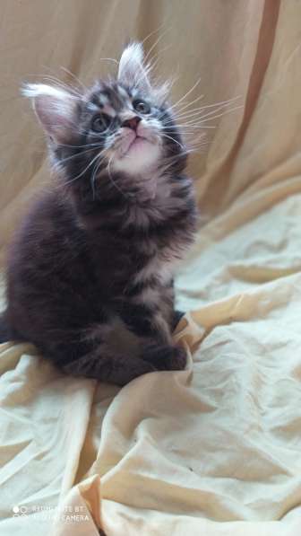 Продажа котят мейн-кун в Омске фото 13