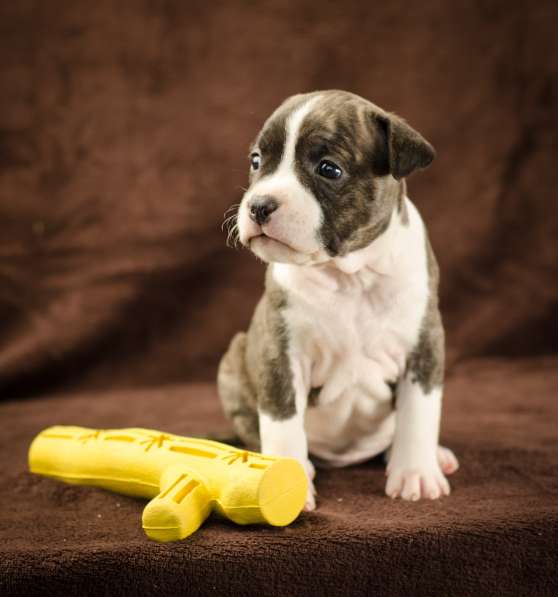 For Sale American Staffordshire Terrier puppy UKU в фото 3