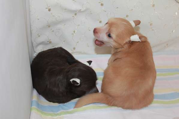 Красивая пуховая девочка в Москве фото 10