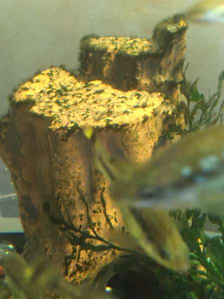 Амека глянцевая - живородка, чистильщик в Екатеринбурге фото 4