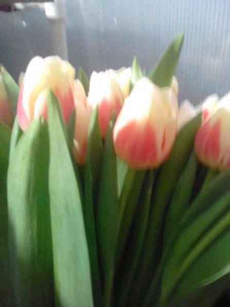 Продам тюльпаны в Лиски фото 4