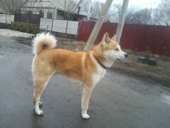 Щенки акита_ину в фото 7