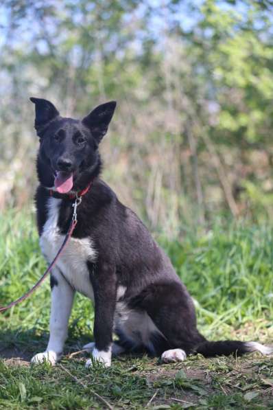 Коротколапик Тея ищет дом в Москве фото 4