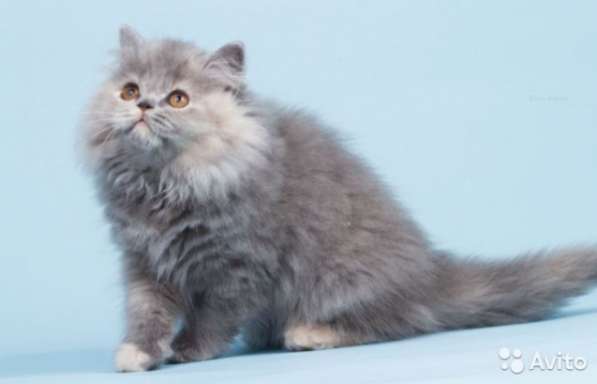 Продаются Британские длинношерстные котятки в Санкт-Петербурге фото 4