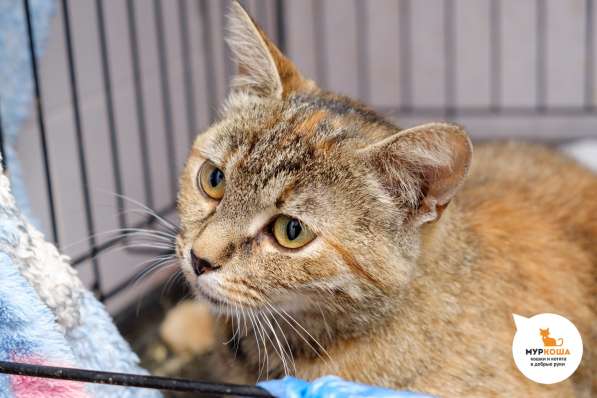 Кошечка Нянкэт в Москве фото 3