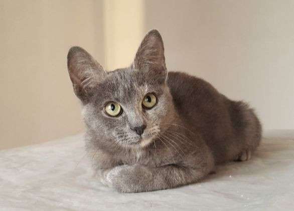 Котенок в добрые руки в Москве фото 9