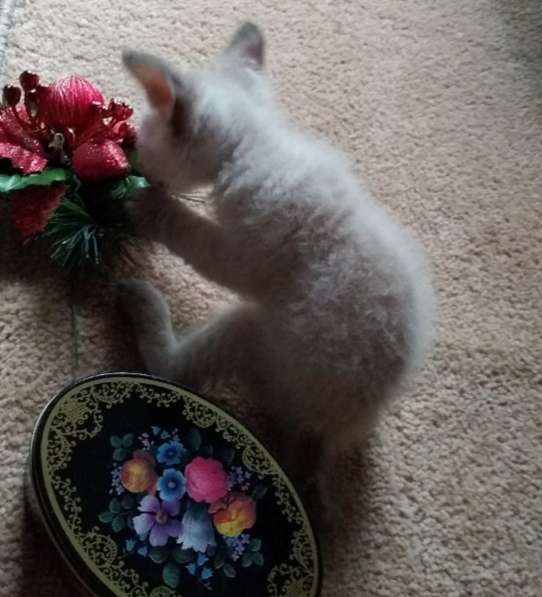 Элитный кудрявый котенок Герман-Рекс мальчик в Санкт-Петербурге фото 33