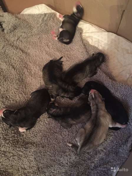 Продаются щенки Сибирской Хаски в Тюмени фото 14