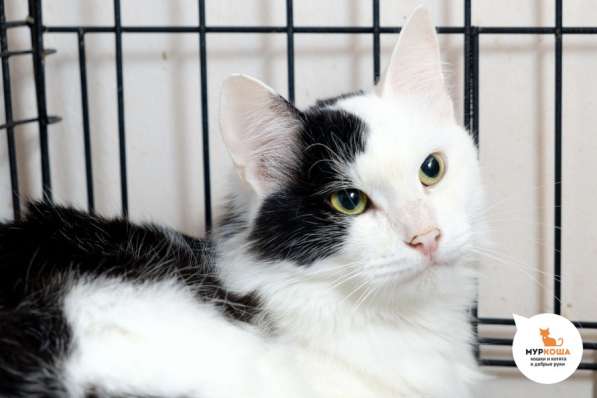 Артемон заставит вас забыть об одиночестве