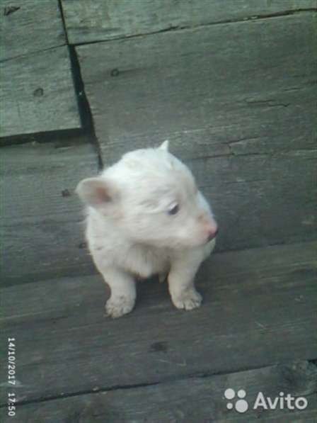 Отдам щенков дворняжки в Ленинск-Кузнецком фото 5