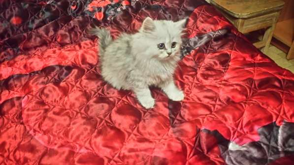Котята персов серебристой шиншиллы в Иркутске фото 3