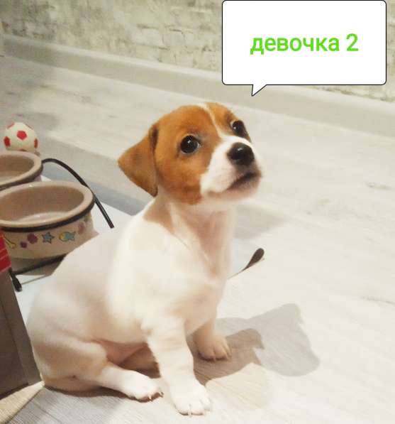 Продаются щенки Джек Рассел терьера в Дмитрове