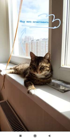 Шикарный кот ищет дом в Москве