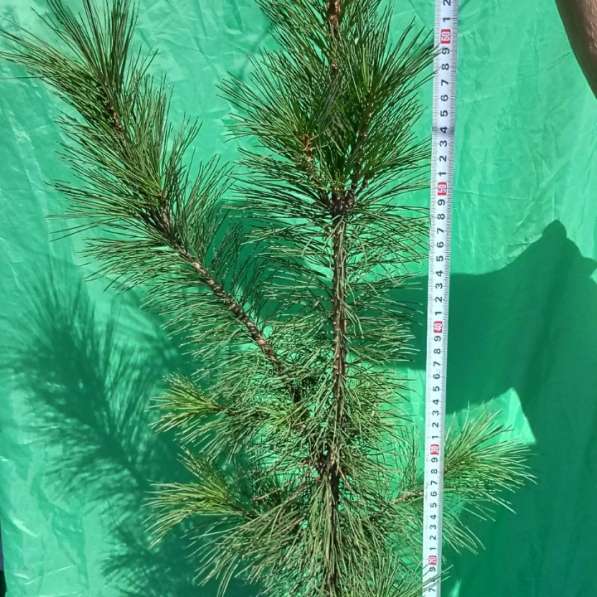 Кедр сибирский (лат. Pinus sibirica) в Искитиме фото 3