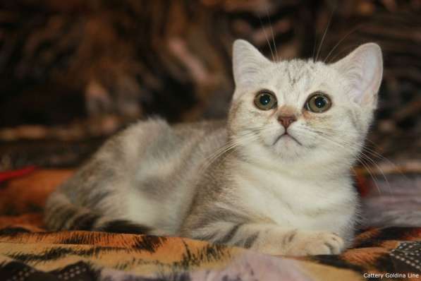 Шотландские котики фолд и страйт в Москве фото 18