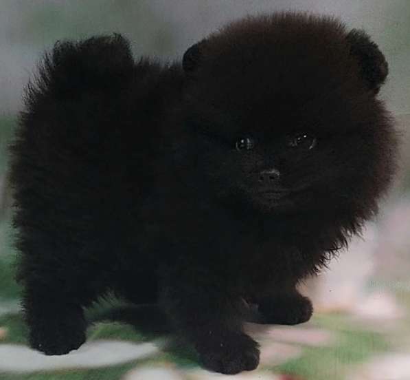 Померанский шпиц. Black в фото 4