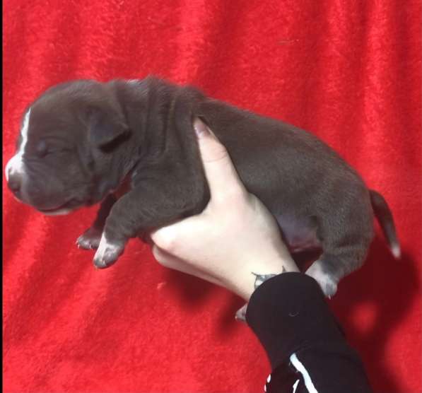 Голубые парни Амсттаффа от чемпиона резерв ркф в Москве фото 19