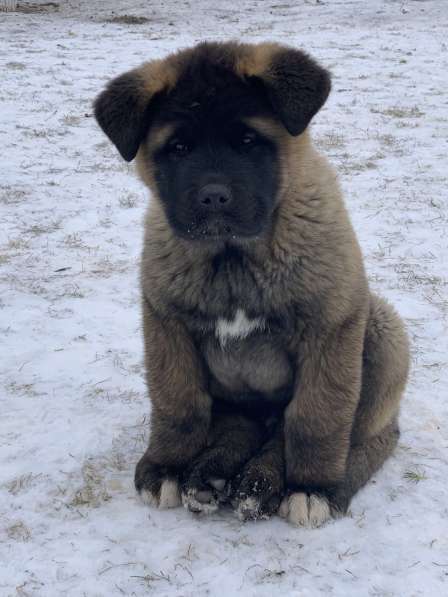 Акита в Ростове-на-Дону фото 104