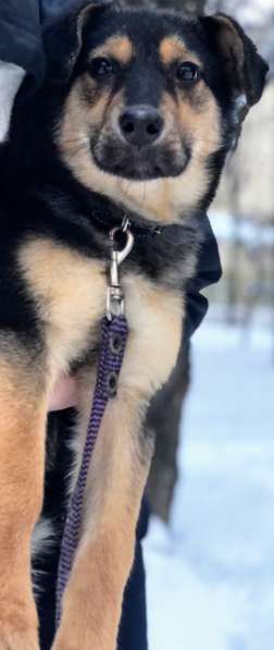 8-месячная Соня в поисках дома в Москве фото 13