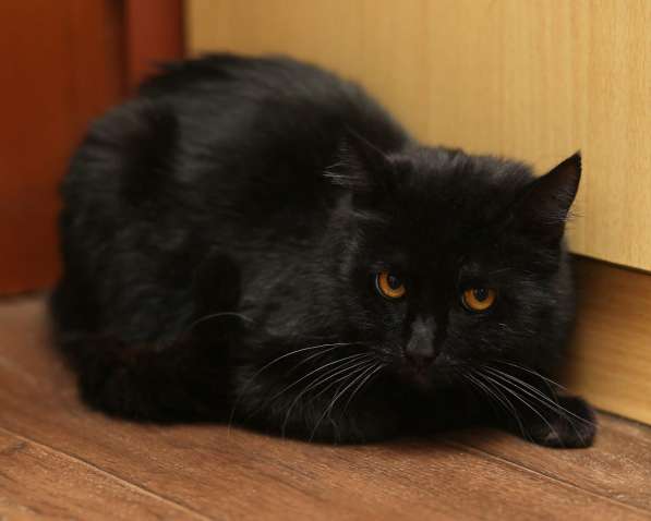 Воспитанный златоглазый котофей в Санкт-Петербурге фото 22