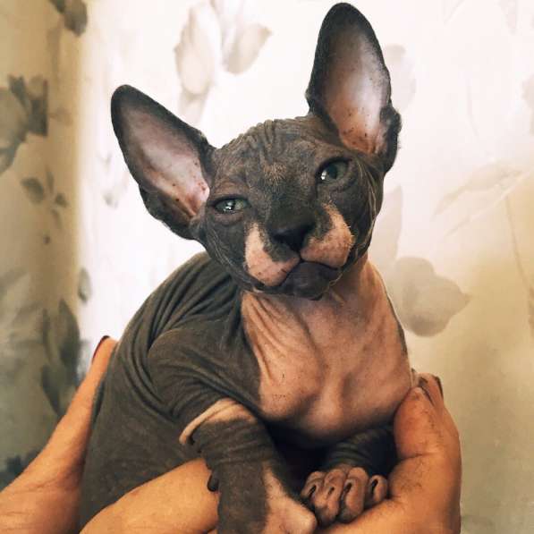 Продам котят в Самаре фото 5