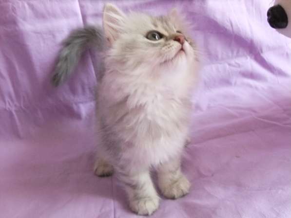 Шотландская вислоухая в Санкт-Петербурге фото 3