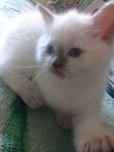 Шотландские котята в Санкт-Петербурге фото 27