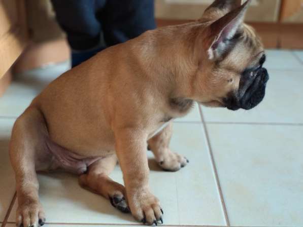Красивый щенок французского бульдога ищет любящих хозяев в фото 12