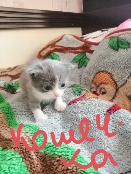 Котята в Новосибирске фото 38