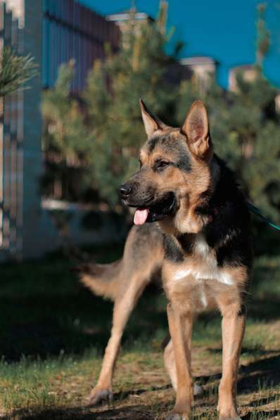 Молодая немецкая овчарка Оскар в добрые руки в Москве фото 7