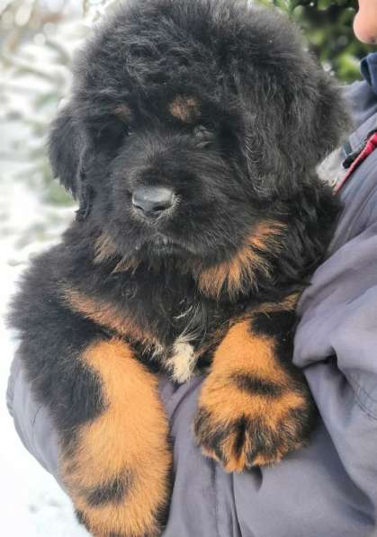 Щенки Тибетского мастифа. 100 Китай в Дмитрове фото 14