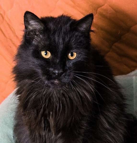 Черный кот Сэмуель–метис мейн-куна в добрые руки