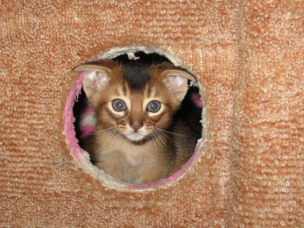 Продажа АБИССИНСКИХ котят в Дмитрове фото 14