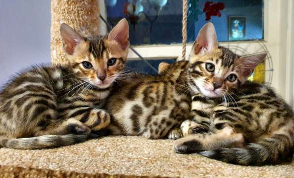Бенгальские котята, шикарная кошечка, документы WCF, питомн в фото 18