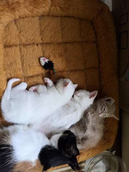 Отдам котят в добрые руки в Королёве
