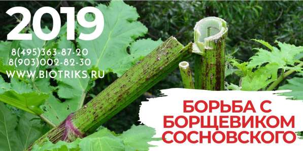 Обработка участков от клещей, борщевика в Истре в Истре фото 3