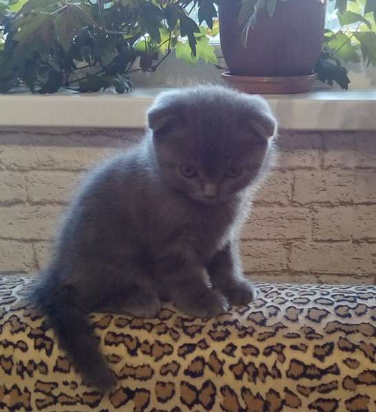 Котята в Челябинске фото 3