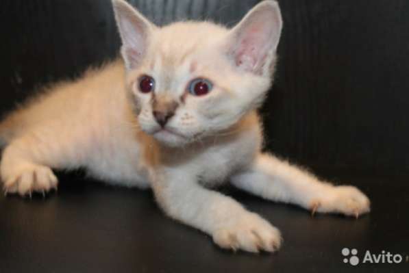 Продабтся котята в Санкт-Петербурге фото 3