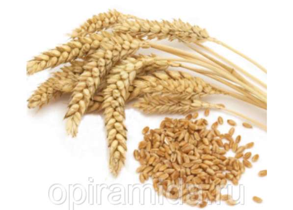Продаётся Кукуруза 12р/кг пшеница, ячмень